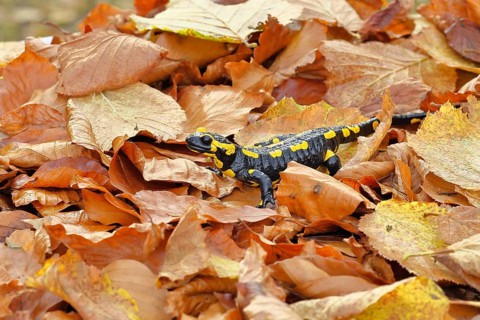 Fire salamander (Salamandra salamandra), in a beech forest on autumn leaves, autumn, Wilnsdorf,