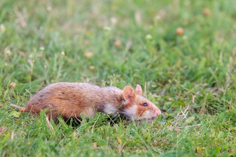 A European hamster (Cricetus cricetus) forages for food on green grass. Vienna, Austria