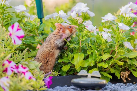 A European hamster (Cricetus cricetus) searches for food on a decorated grave and eats the petals
