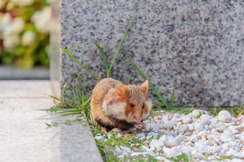 A European hamster (Cricetus cricetus) forages for food on a grave. Vienna, Austria