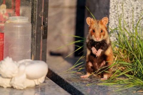 A European hamster (Cricetus cricetus) stands on a grave in the evening sun, searching for food.