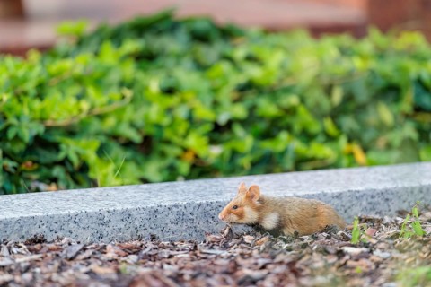 A European hamster (Cricetus cricetus) runs across graves in search for food. Vienna, Austria