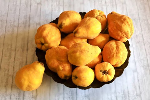 Picturesque still life with quinces, autumn, Germany