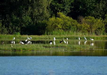 Black storks (Ciconia nigra) and great egret (Ardea alba) in the shallow water zone of a pond,