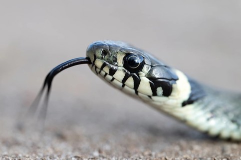 Grass snake (Natrix natrix), portrait, tonguing, forked tongue, Lower Saxony, Germany