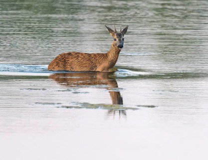 Deer (Capreolus capreolus), young roebuck running through the shallow water zone of a lake, Lower