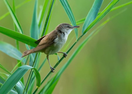 Thrush warbler (Acrocephalus arundinaceus) on a reed, reed (Phragmites australis), Lower Saxony,