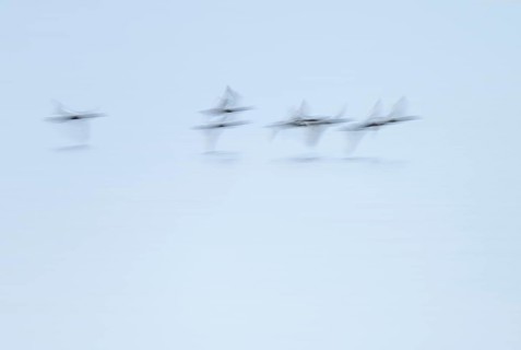 Heron duck (Aythya fuligula), heron flying over a lake, motion blur, long exposure, pull, mopping