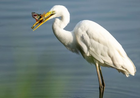 Great egret (Ardea alba) stands in the shallow water zone of a wetland with a fish in its beak,