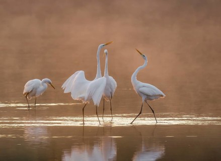 Great egrets (Ardea alba) stand in the warm orange morning light in the shallow water zone of a