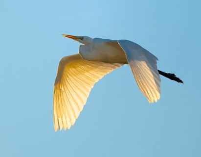 Great egret (Ardea alba) in flight, in warm orange morning light, blue sky, Lower Saxony, Germany