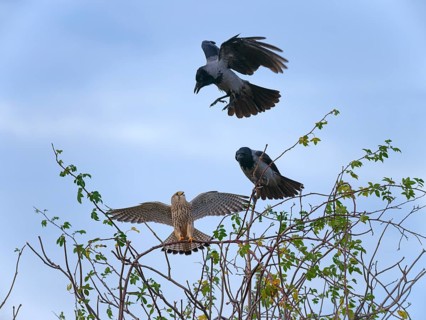 Hooded crows (Corvus cornix) attacking female kestrels (Falco tinnunculus), Berlin, Germany
