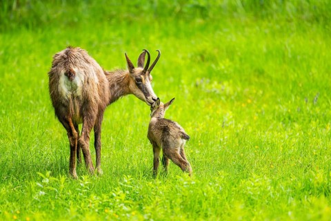 Chamois (Rupicapra rupicapra) Mother (doe) with her youngster (fawn) on a meadow, Austria