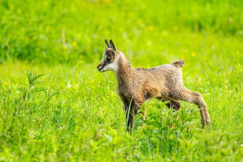 Chamois (Rupicapra rupicapra) youngster (fawn) standing on a meadow, Austria