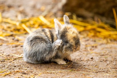 Domesticated rabbit (Oryctolagus cuniculus forma domestica) standing on the ground, Austria