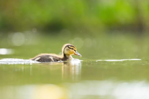 Wild duck (Anas platyrhynchos) chick swimming on a lake, Bavaria, Germany