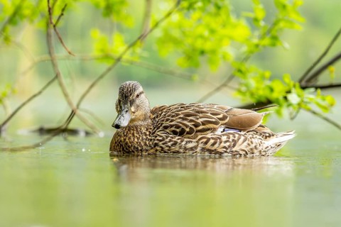 Wild duck (Anas platyrhynchos) female swimming in a lake, Bavaria, Germany