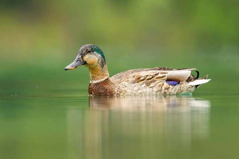 Wild duck (Anas platyrhynchos) male swimming in a lake, Bavaria, Germany