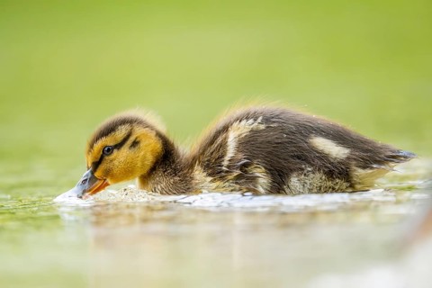 Wild duck (Anas platyrhynchos) chick swimming on a lake, Bavaria, Germany