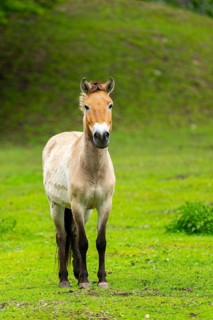 Przewalski's horse (Equus ferus przewalskii) standing on a meadow, Austria, Germany