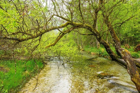 Lanscape of a little stream flowing through the forest in spring on a rainy day, Bavaria, Germany