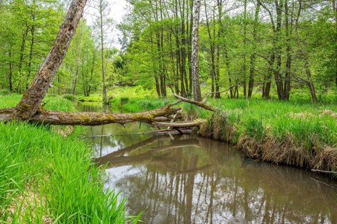 Lanscape of a little stream flowing through the forest in spring on a rainy day, Bavaria, Germany