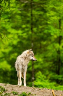 Eurasian wolf (Canis lupus lupus) in a forest, Austria
