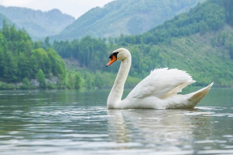 Mute swan (Cygnus olor) swimming on a lake, Austria