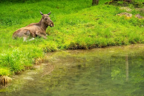 Eurasian elk (Alces alces) lying next to a little lake, Austria