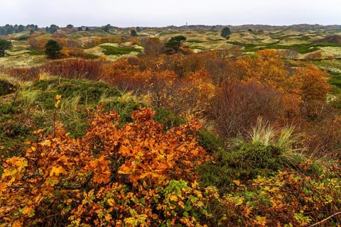 Dune sheep of Ostplate, in the east of the East Frisian island of Spiekeroog, autumn, brown dunes,