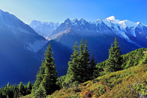 Mountain forest in an autumnal landscape with the snow-covered Mont Blanc massif in the background,
