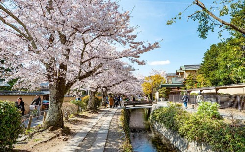 Footpath along a canal, cherry blossoms in spring, Philosopher's Path or Tetsugaku no michi, Kyoto,