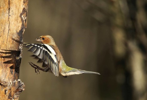 Chaffinch (Fringilla coelebs) male in flight, approach to forage wood, winter feeding, Allgäu,