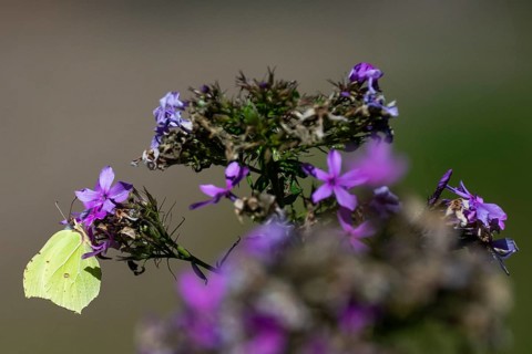 Lemon butterfly (Gonepteryx rhamni) sits on purple flowers of a flame flower or phlox, Finland