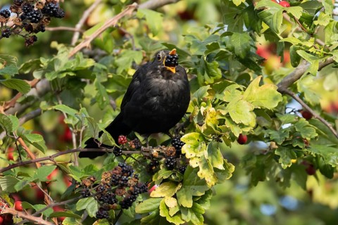 Eurasian blackbird (Turdus merula) adult male bird feeding on a blackberry in a hedgerow in the