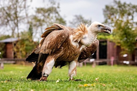 A vulture stands in a green field against a natural background with trees and aviary, The Griffon