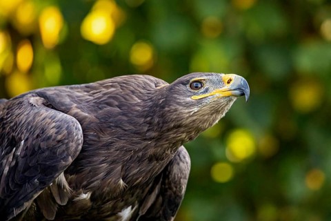 Close-up of an eagle looking into the distance with blurred green-yellow background, The Steppe