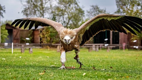 A vulture with widely extended wings stands in a meadow surrounded by trees and nature, The Griffon
