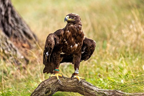 Eagle standing on a branch surrounded by a meadow and trees in the background, The Steppe Eagle