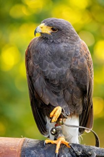 A majestic bird of prey sits attentively, with a sharp yellow beak and dark plumage against a
