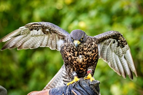A falcon sits on a glove with its wings spread out, surrounded by green nature, The saker falcon on