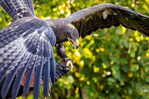 Flying eagle with spread wings grabbing prey against a green background, The Steppe Eagle (Aquila
