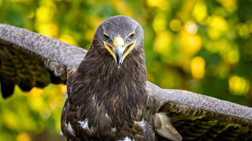Eagle with spread wings against a background of green autumn leaves, The Steppe Eagle (Aquila