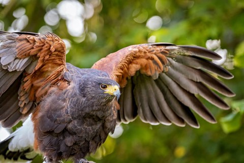 A bird of prey spreads its large, powerful wings in the middle of a green forest and shows its