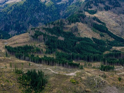Logging, clearing, clearcut, timber industry, logging, mountain landscape, aerial view, autumn,