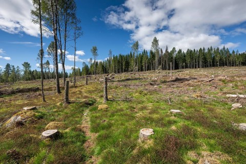 Cleared forest area, forestry, timber trade, near Sunne, Sweden