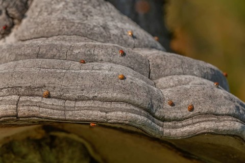Mushroom grows on the bark of an old tree in a green forest. The sun shines through the leaves and