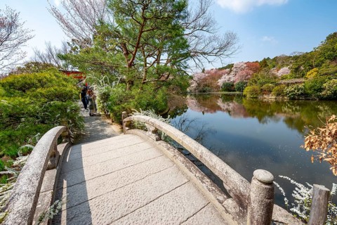 Bridge over Kyoyochi Pond in Japanese Garden, blooming cherry trees, Ryoan-ji, Zen Buddhist temple