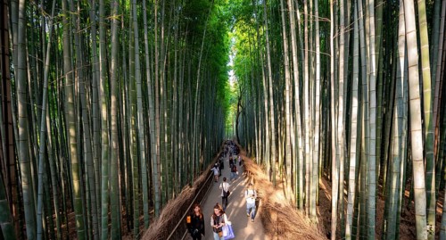 Visitors on their way through bamboo forest, towering bamboo trunks in Arashiyama bamboo forest,