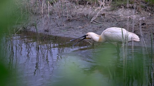 Spoonbill (Platalea leucorodia) looking for food in shallow water with drops of water in its open
